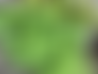 きゅうりが日に日に大きくなってきました😊