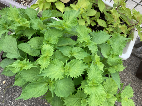 きゅうりが日に日に大きくなってきました😊