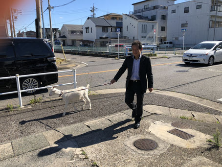 ヤギさんが来ました!