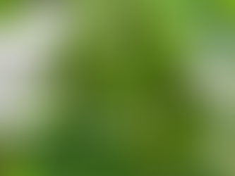 梅雨に入りましたね。ジメジメしますが、園で育てている野菜や花は大きく、きれいに咲き始めています。