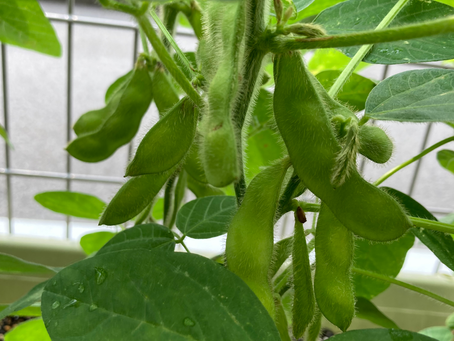 梅雨に入りましたね。ジメジメしますが、園で育てている野菜や花は大きく、きれいに咲き始めています。