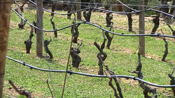 Vineyard