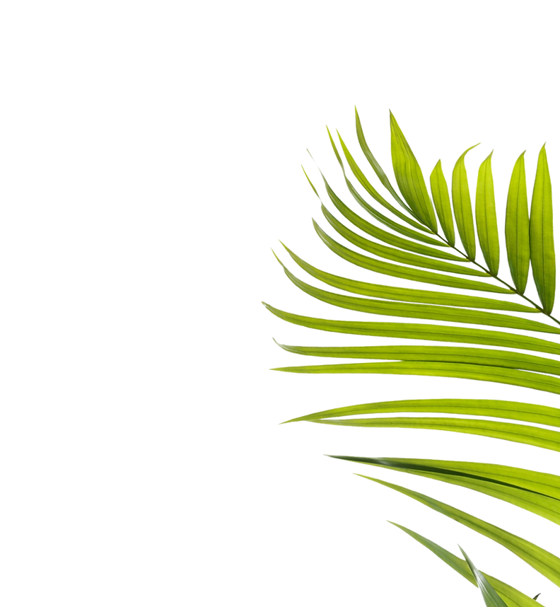 green-leaf-of-palm-tree-on-transparent-b