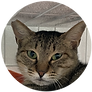 ひまわりプロフ用.png