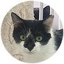 しずかプロフ.png