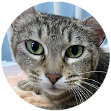 Velcatの猫たち 保護猫velcat馬車道店 横浜市中区 里親募集 Velcatの猫たち 保護猫velcat馬車道店 横浜市中区 里親募集