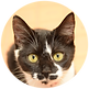 ゆりあプロフ用.png
