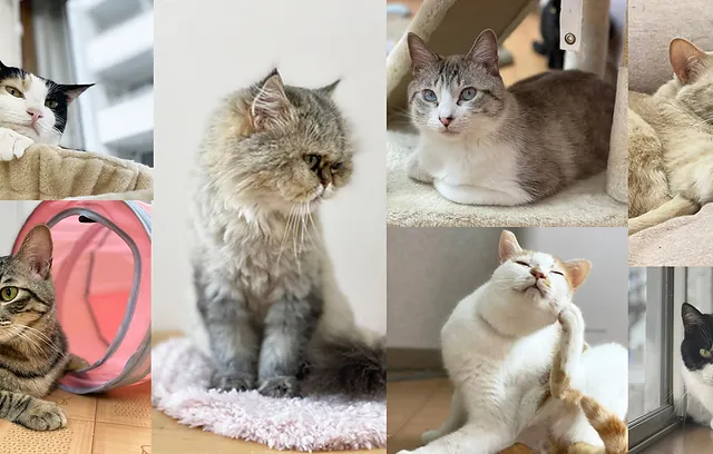 保護猫velcat馬車道店 横浜市中区 里親募集