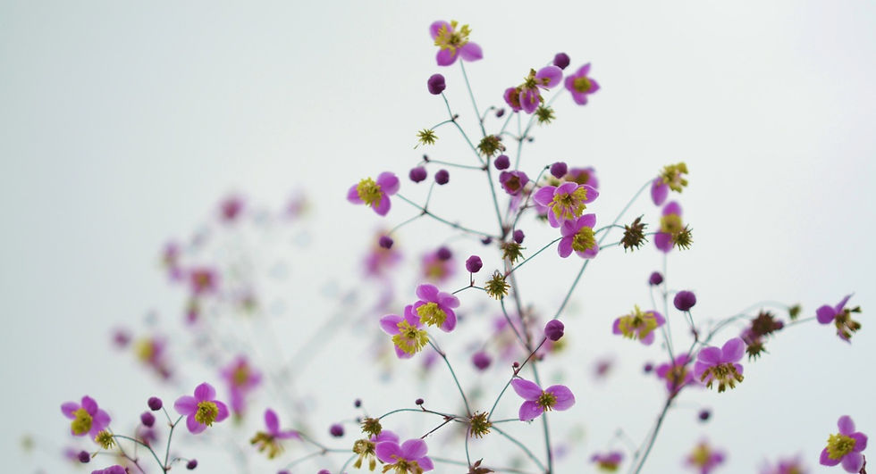 【マクロビオティック】女優・小雪さんも実践!素肌美人はからだの内側から