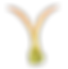 Flying Seed