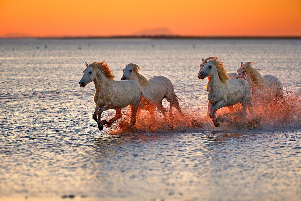 White Camargue Horses