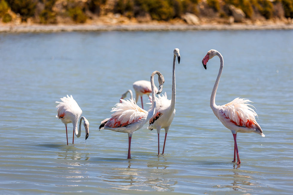 Camargue Flamingos