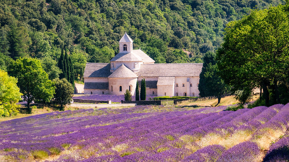 Abbey de Sénanque Lavender Fields