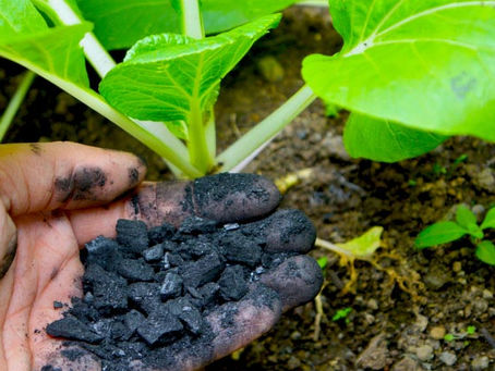 Agricultura sustentável e o uso de biocarvão e de estrume de gado como fertilizante.