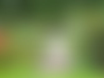 Paisagismo: Da Estética ao Seu Bem-Estar!