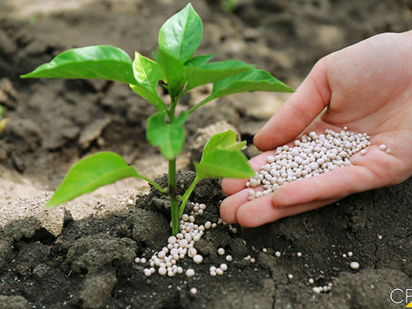 Novo fertilizante fosfatado nova alternativa para agricultura brasileira