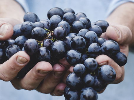 Produção de uva no Estado de São Paulo para processamento de vinhos e sucos varietais