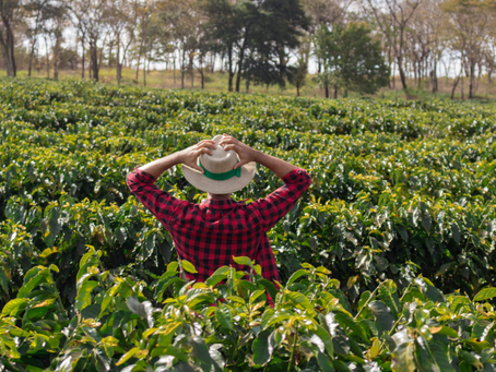 Melhor Manejo do Café para Atingir Alta Produtividade