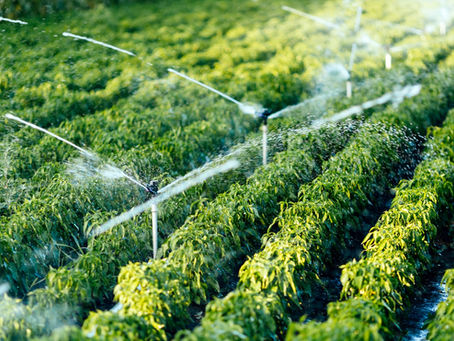 Sistemas de Irrigação: Luxo ou Necessidade?