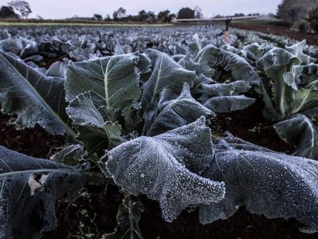 Os efeitos das mudanças climáticas nas lavouras brasileiras