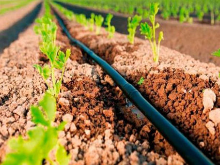 Irrigação por gotejamento e seus benefícios