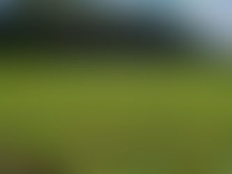 Transplante biológico pode ser uma saída para maior produtividade em lavouras com solos degradados