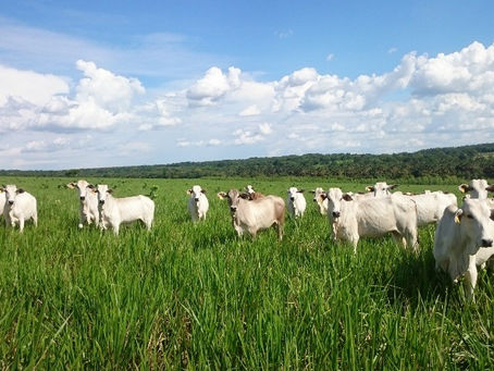 O bem estar animal está transformando a Pecuária brasileira