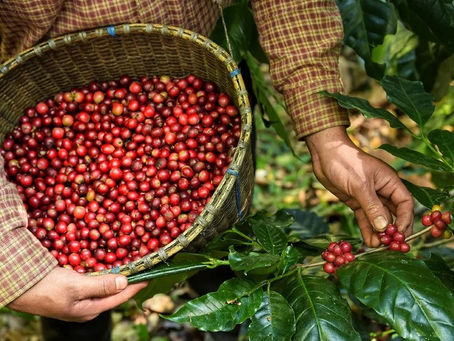 Café Arábica: estudo sobre a emissão de Carbono