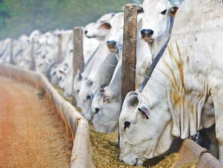 Alimentação Suplementar de Bovinos em Períodos de Estiagem Melhora a Produtividade