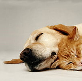 HD-wallpaper-sweet-love-friend-sleep-cat-animal-sweet-feline-kitten-puppy-dog-thumbnail.jp