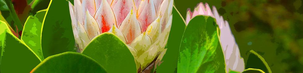 Protea.jpg