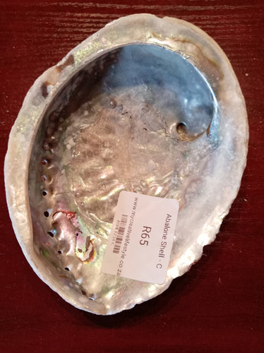 Albourne Shell Abalone Shells | My Creative LifeStyle