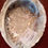 Thumbnail: Abalone Shells