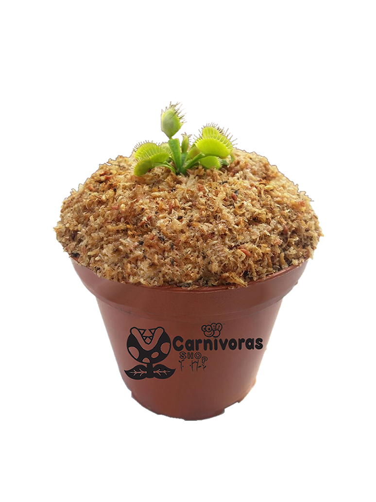 Venus Atrapamos mini