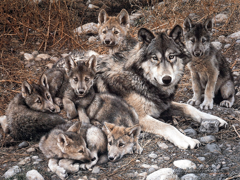 Muitos lobos