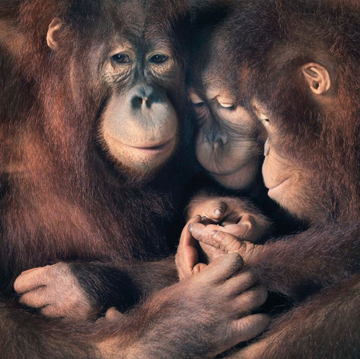 ©Tim Flach, More than Human, Family Group