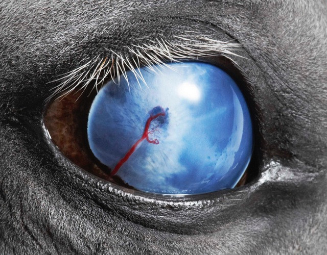 Blind Eye, Equus © Tim Flash
