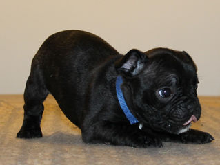 Puppies 5 weeks old