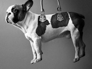 Bulldogs are NOT couch potatos!