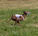 Norwegian coursing champion