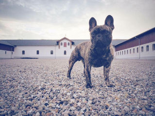 Once again a proud breeder!