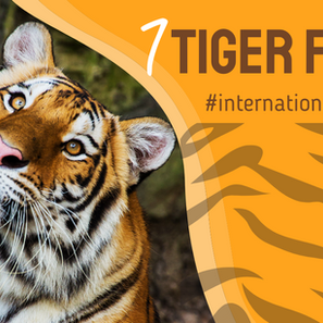 7 Quick Tiger Facts on International Tiger Day