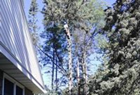 arborist climbing