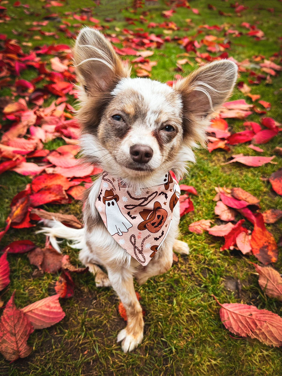 Thumbnail: Ghost Cowboy Dog/Cat Bandana
