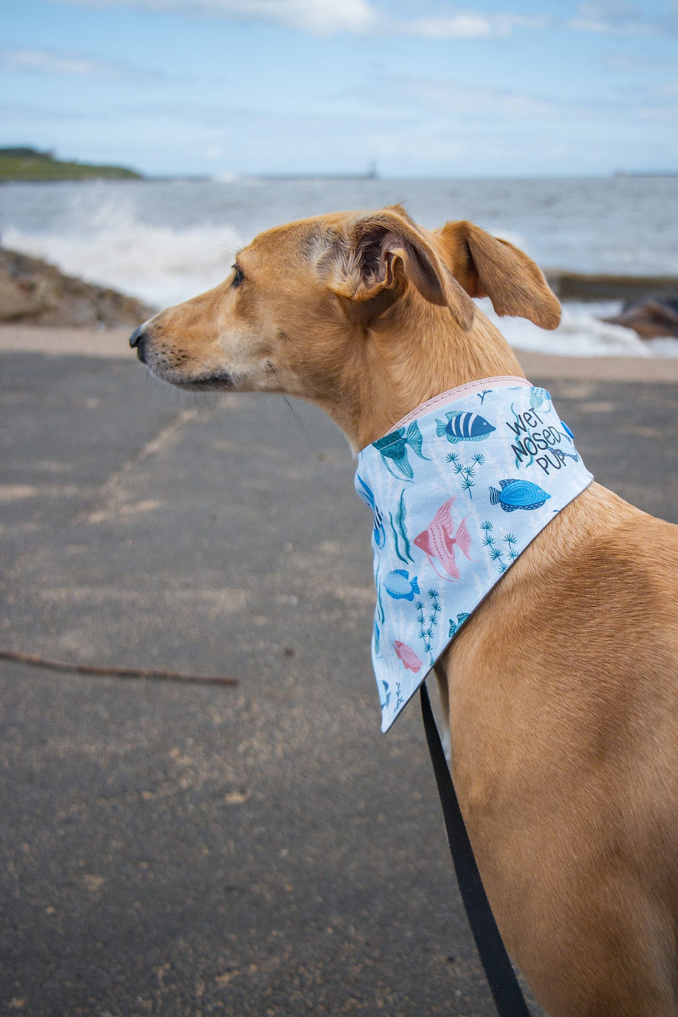 Thumbnail: dog wearing Fin and Tonic Fish Bandana for Dogs & Cats