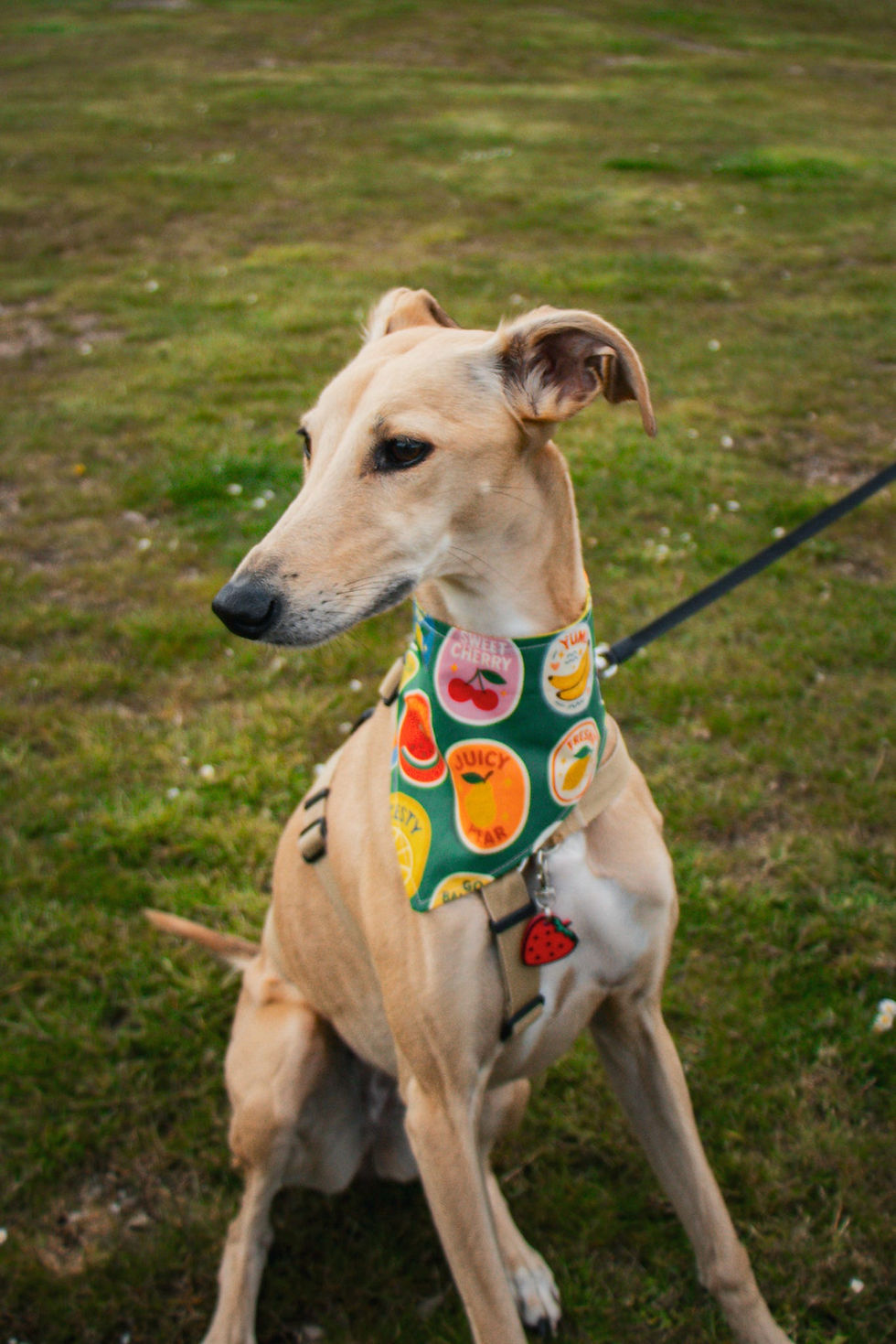 Dog Wearing Fruit Salad Bandana for Dogs & Cats