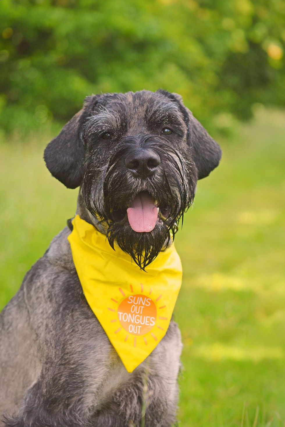 Thumbnail: Suns Out Summer Bandana for Dogs & Cats