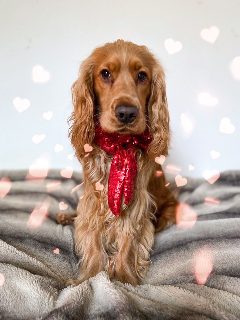 Thumbnail: Sequin Bow