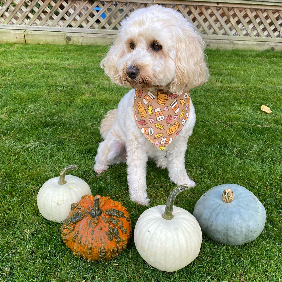 Thumbnail: Caramel Pumpkin Bandana