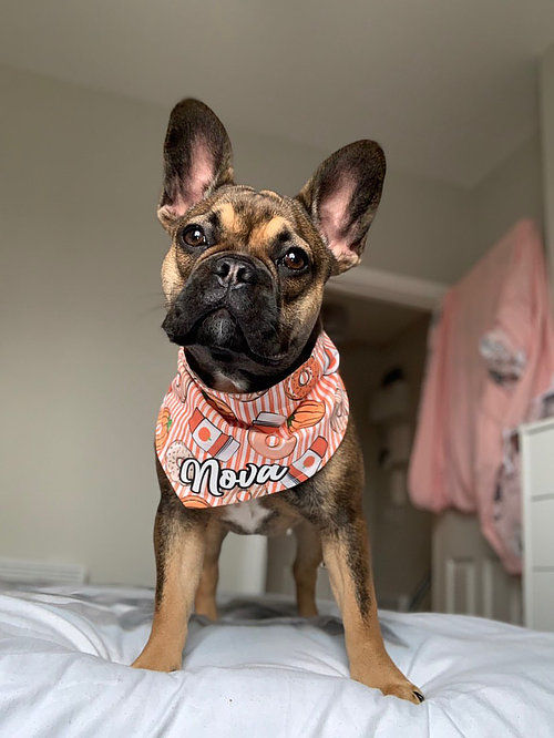 Thumbnail: Dunkin Pumpkin Bandana